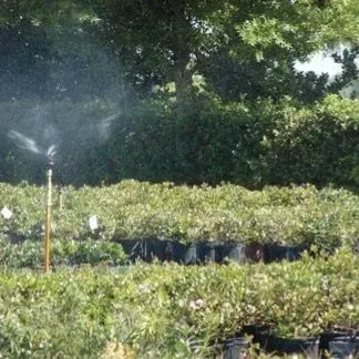 thumbnail for publication: Best Management Practices (BMPs): Perimeter Borders